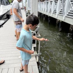 Lauderdale Marina - Feeding the tarpons!