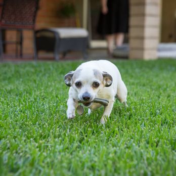 Davini Photography - Pet Photography Near Me Davini Photography - Pet Photography Near Me