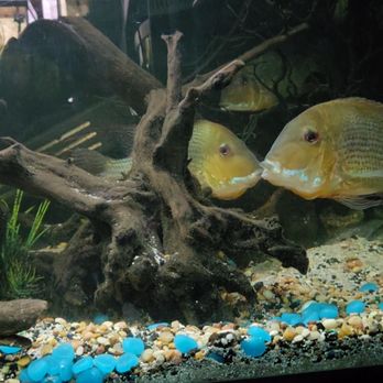 Mike's Killer Fish - geophagus winemilleri (wild caught) - Local Fish Stores Near Me - Lakewood, Colorado Mike's Killer Fish - geophagus winemilleri (wild caught) - Local Fish Stores Near Me - Lakewood, Colorado