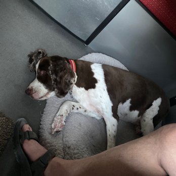 Doggie Style - Riley - Pet Groomers Near Me - Key West, Florida Doggie Style - Riley - Pet Groomers Near Me - Key West, Florida