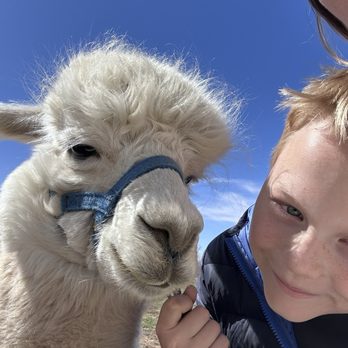 SunCrest Orchard Alpacas - Ranches Near Me - Palisade, Colorado