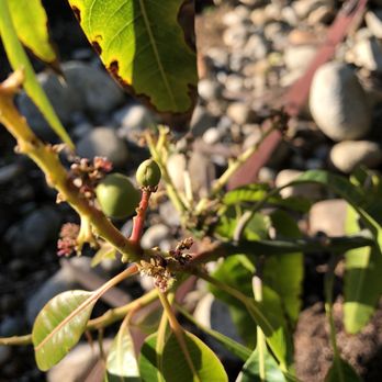 Papaya Tree Nursery - Baby kinsington pride mangos pushing through. - Nurseries & Gardening Near Me - Granada Hills, California Papaya Tree Nursery - Baby kinsington pride mangos pushing through. - Nurseries & Gardening Near Me - Granada Hills, California