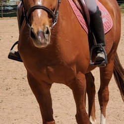 One of the lesson horses!