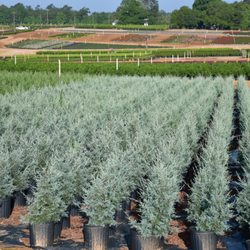 Windmill Nursery - Carolina Sapphire Cypress in the field.