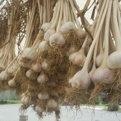 Meadows Farm - This was fresh harvested New York garlic ready to be sold.