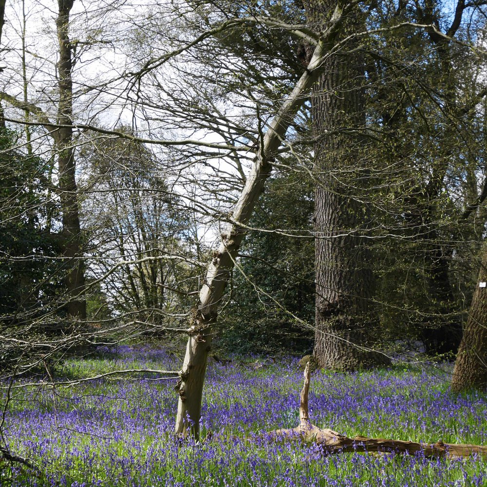 Queen Charlotte's Cottage - bluebell wood behind the cottage - Landmarks & Historical Buildings Near Me - London, XGL