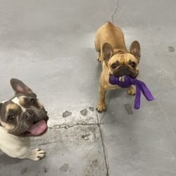 Bark Avenue Pet Resort - Best friends!