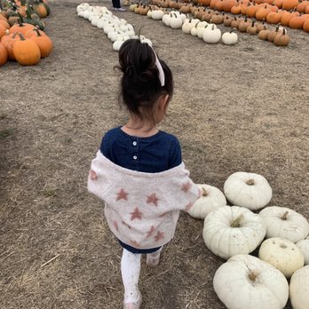 Farmer John's Pumpkin Farm - White, brown and orange pumpkins - Pumpkin Patches Near Me - Half Moon Bay, California Farmer John's Pumpkin Farm - White, brown and orange pumpkins - Pumpkin Patches Near Me - Half Moon Bay, California