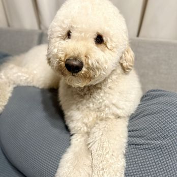 Ally Pet Grooming - Another groom - Pet Groomers Near Me Ally Pet Grooming - Another groom - Pet Groomers Near Me