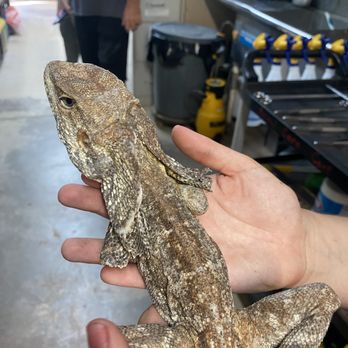 Phoenix Herpetological Society - Female frilled lizard 3 - Community Service/Non-Profit Near Me