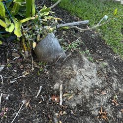 TLS Lawn & Tree Service