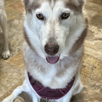 Paws n Claws Grooming - Pet Groomers Near Me - Temple City, California
