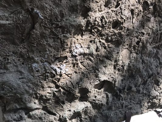 Botaniska trädgården by null