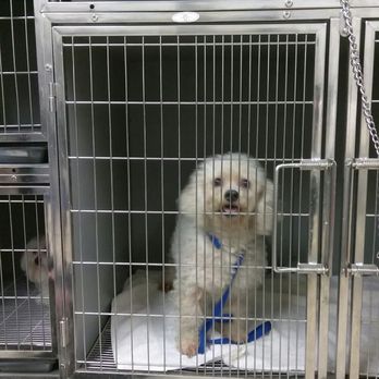 Pet World - Muffin before her do - Pet Groomers Near Me - Anaheim, California