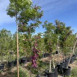 The Tree Yard