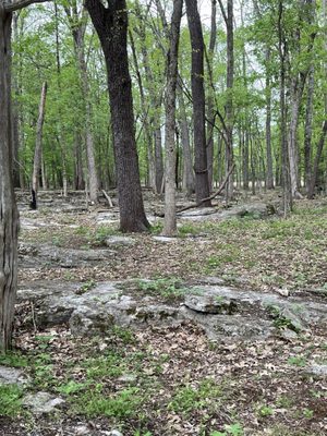 Stones River National Battlefield by null