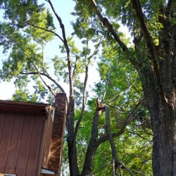 Martinez Tree & Lawn Service
