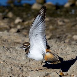 Kildeer doing a big stretch lol!