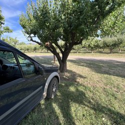 Big B's Delicious Orchards - Apricot grove
