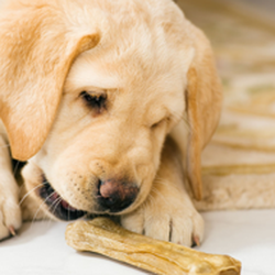 Douglas County Animal Hospital