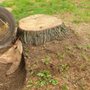 Stumps R Us Stump Grinding