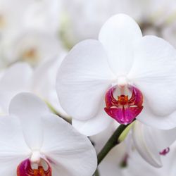 Gallup & Stribling Orchids - G&S Phalaenopsis