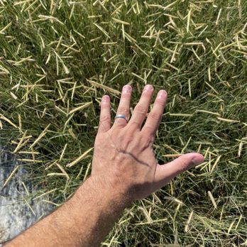 Budget Plants - Blonde Ambition Blue Grama Grass - Nurseries & Gardening Near Me - Arcadia, California