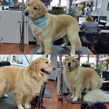 Fetching Styles - Chief looking handsome after a deshedding treatment with a tight body outline trim - Pet Groomers Near Me - Marble Hill, Georgia Fetching Styles - Chief looking handsome after a deshedding treatment with a tight body outline trim - Pet Groomers Near Me - Marble Hill, Georgia