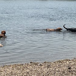 Batavia Bark Park - Evie and friends
