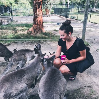Symbio Wildlife Park - feeding kangaroos at Symbio - Zoos Near Me - Helensburgh, NSW