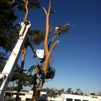 Arborist Crew - a tree being pruned - Tree Services Near Me