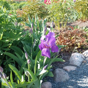 Maplelawn Garden - Iris - Parks Near Me - Ottawa, Ontario