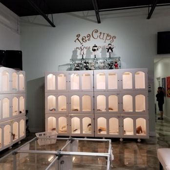 Teacups, Puppies & Boutique - All the fur babies - Pet Stores Near Me - Davie, Florida Teacups, Puppies & Boutique - All the fur babies - Pet Stores Near Me - Davie, Florida