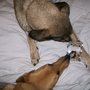 Photo of Bark-Scotti & Pupcakes