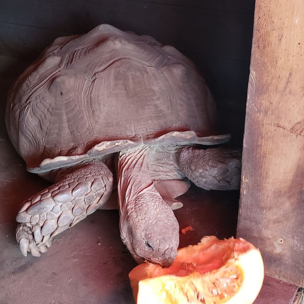 Saving Grace Animal Sanctuary - Beans the rescued tortoise having a little fall snack - Animal Shelters Near Me - Acton, California Saving Grace Animal Sanctuary - Beans the rescued tortoise having a little fall snack - Animal Shelters Near Me - Acton, California
