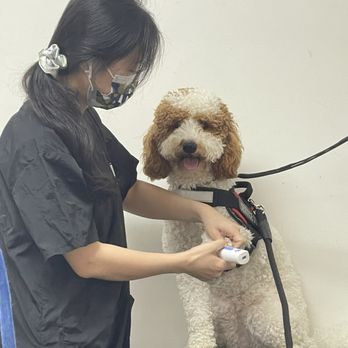 Paw Paw Pet Grooming - Many mini goldendoodle getting her nails clipped with love and care - Pet Groomers Near Me - Alhambra, California Paw Paw Pet Grooming - Many mini goldendoodle getting her nails clipped with love and care - Pet Groomers Near Me - Alhambra, California