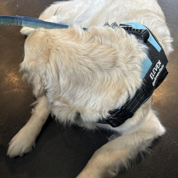 Meanwhile Brewing - Cool floors for this hot dog! @eleven11atx  Meanwhile Brewery - Breweries Near Me - Austin, Texas