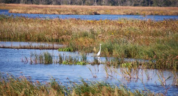 Bombay Hook National Wildlife Refuge by null