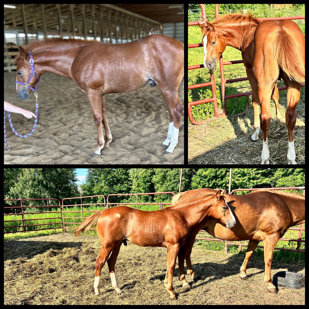 DazeySue - equestrian in Fremont, MI