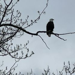 Alaska River Adventures - Eagle. We saw so many