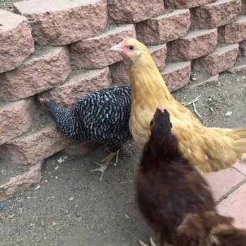 Backyard Chickies - Our original three, Betty, Greta, and Louise - Pet Stores Near Me