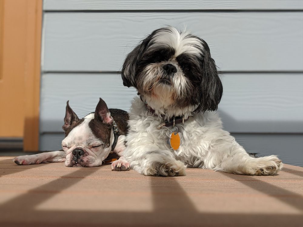 ALL THE BEST PET CARE Updated July 2024 16 Photos & 37 Reviews 4805 Rainier Ave S, Seattle