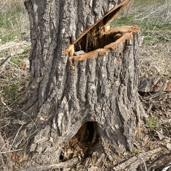Cutback Tree Service - Tree Services Near Me Cutback Tree Service - Tree Services Near Me