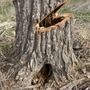 Photo of Cutback Tree Service