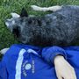 Photo of Family Pet Hospital