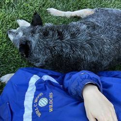 Family Pet Hospital - Our last nap together