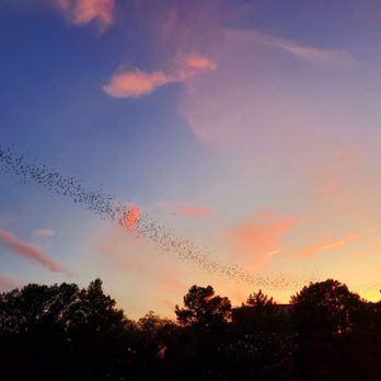 Lone Star Riverboat - Bats leaving the bridge. - Boat Charters Near Me - Austin, Texas Lone Star Riverboat - Bats leaving the bridge. - Boat Charters Near Me - Austin, Texas