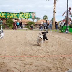 Palms RV Resort - One of Last Season's Pet Parade Events