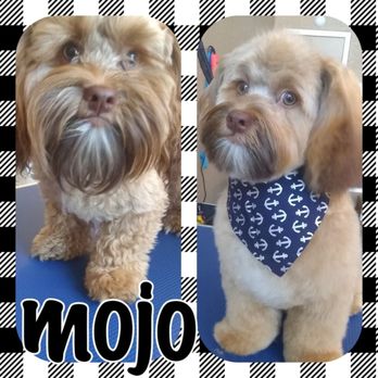 Tip Top Grooming - Our favorite little Mojo. Call 254-410-7004 to set up your appointment today! - Pet Groomers Near Me - Temple, Texas