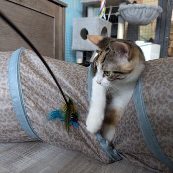 Toe Beans Cat Cafe - Animal Shelters Near Me - Port Hope, Ontario